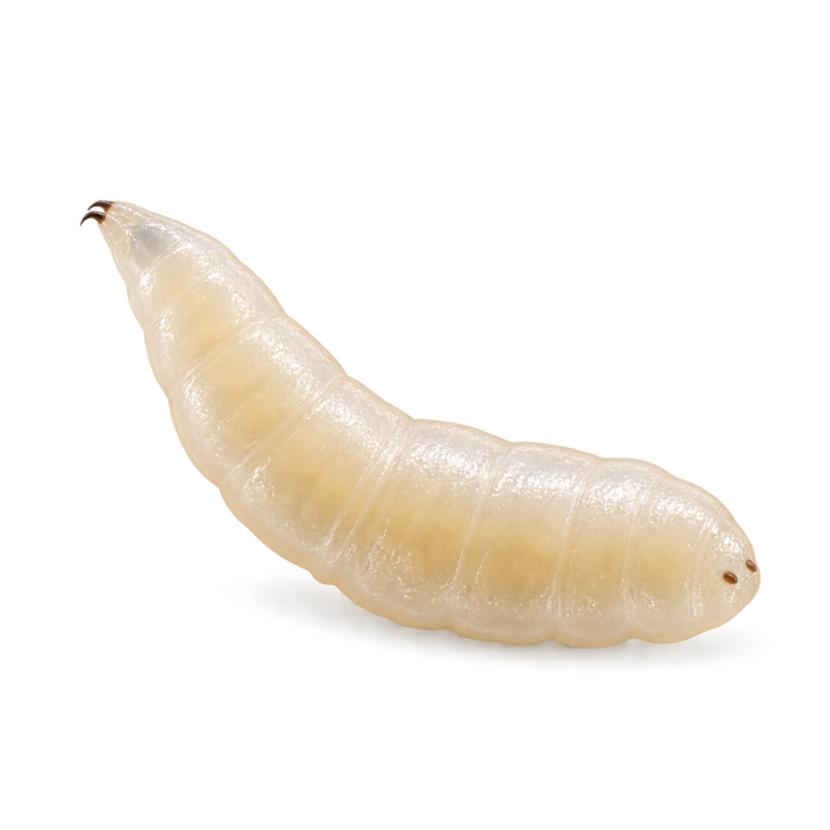 Larva